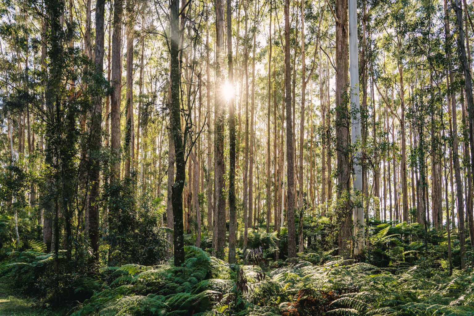 How to Sell my Trees? How Much Are They Worth?