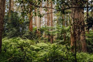 Why Sustainable Logging? - Sustainable Forest Management