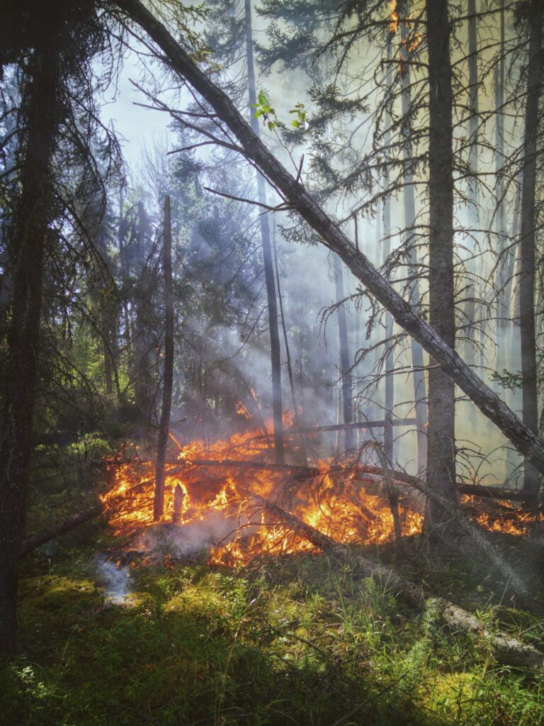 Cultural Burns and Sustainability 2 Cultural Burn Off