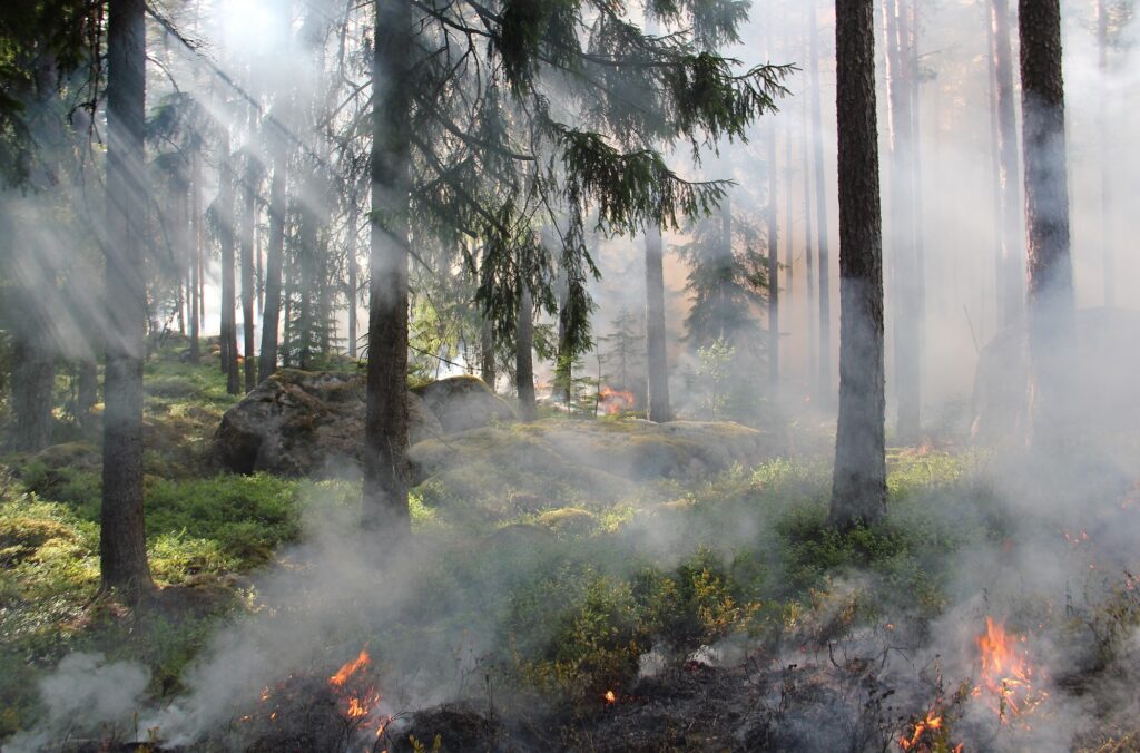 Cultural Burns and Sustainability 1 Cultural Burning
