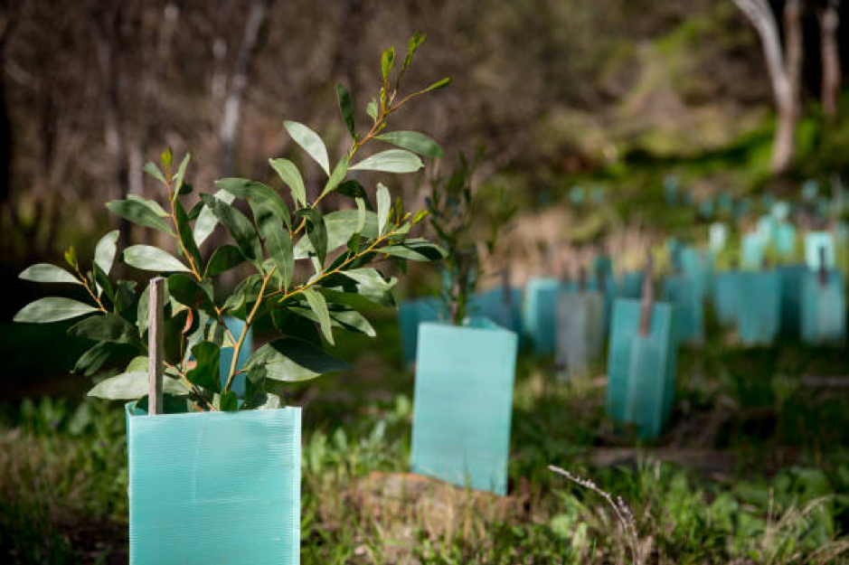 Reforestation