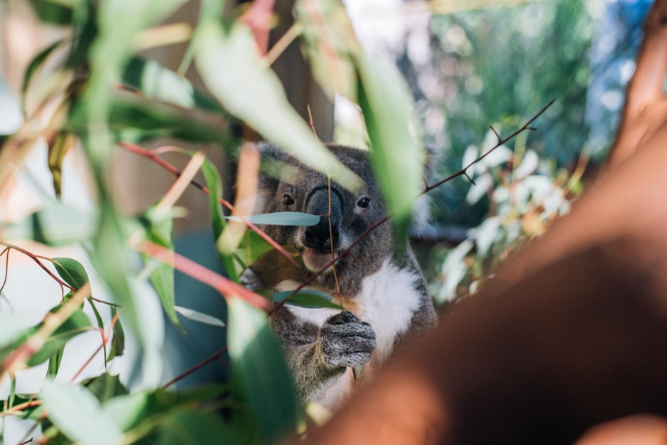 Sustainable Forestry Management - Koala Habitats