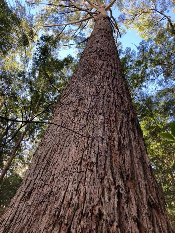 Blackbutt - Australian Native Tree