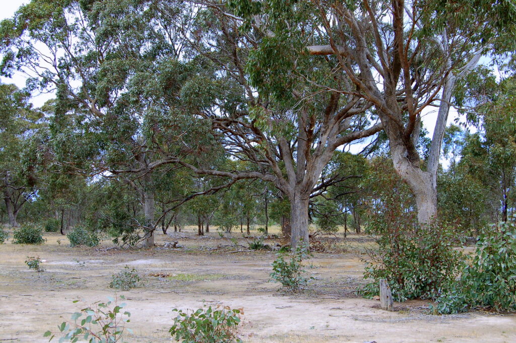 Grey Box - Australian Native Tree