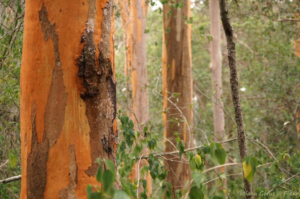 Grey Gum - Australian Native Tree