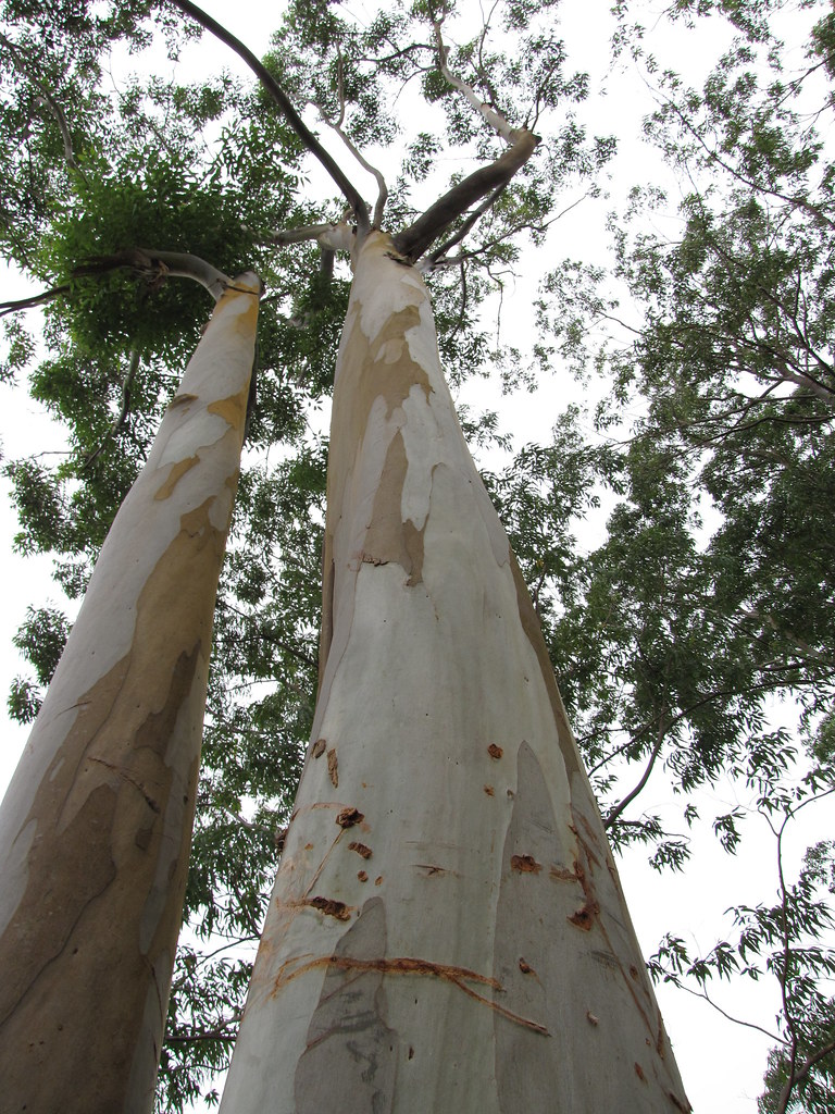 Sydney Blue Gum - Australian Native Tree