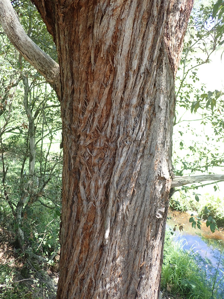 White Mahogany - Australian Native Tree