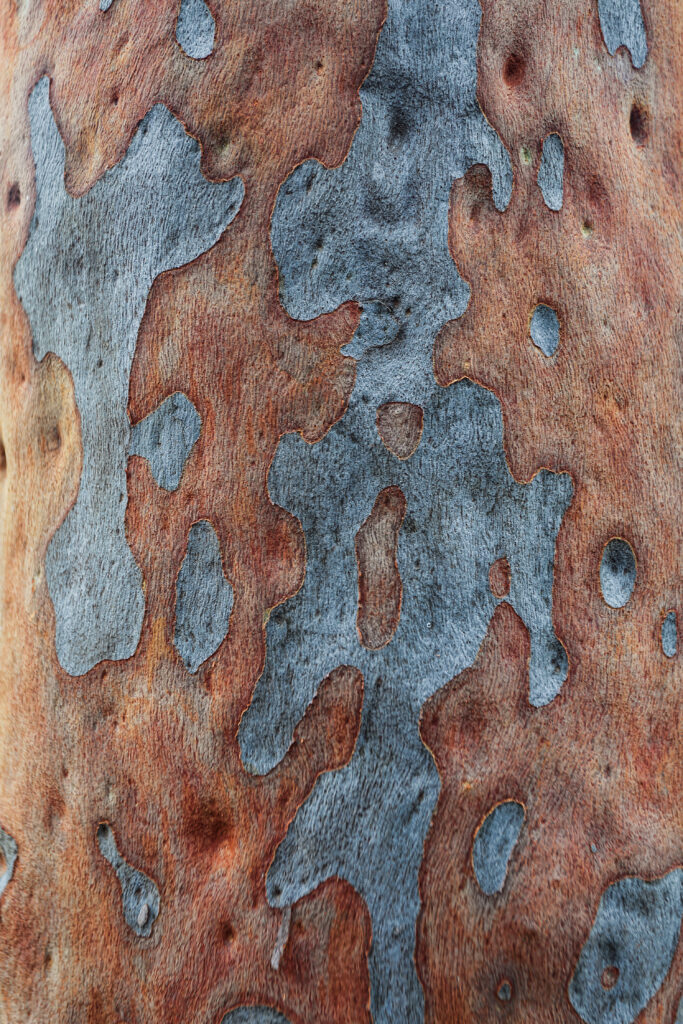 Spotted Gum - Australian Native Tree