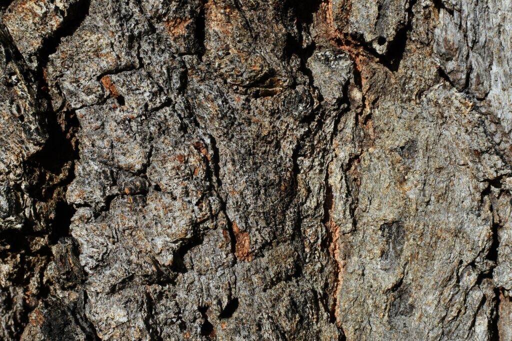 Ironbark - Native Australian Tree