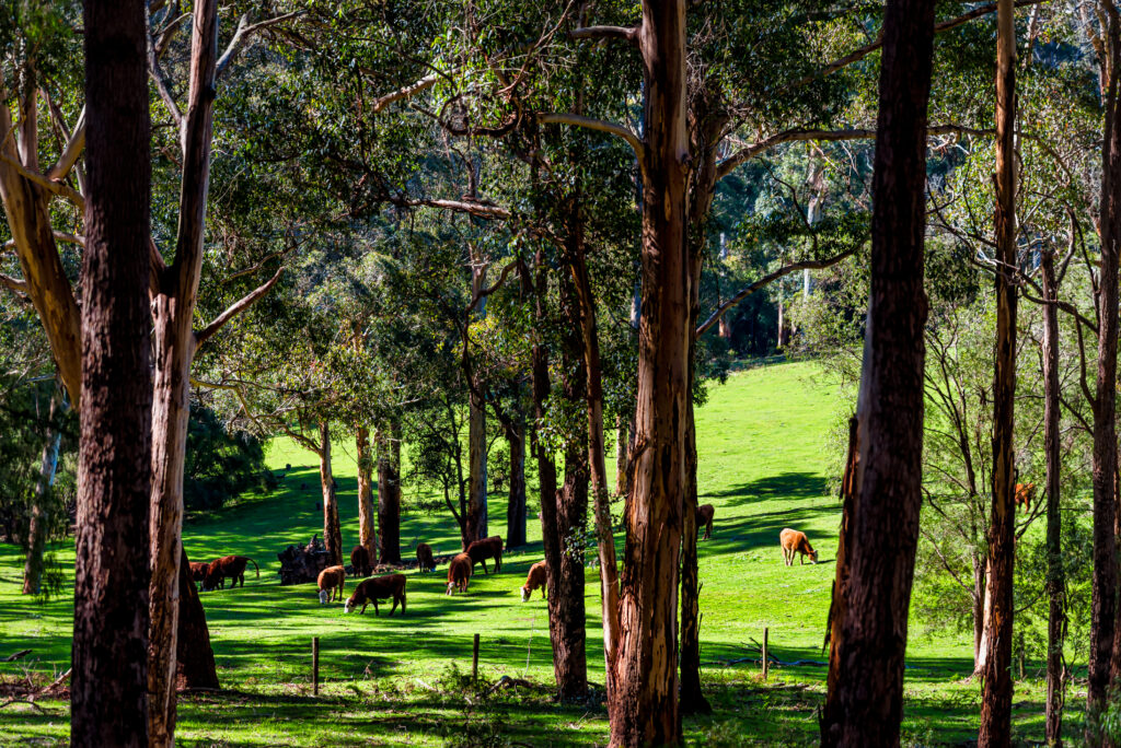 Agroforestry