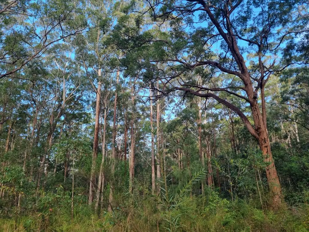 Forest of eucalyptus trees