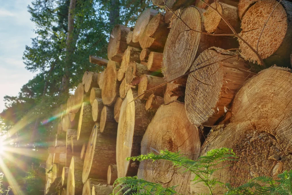 Large pile of logs sitting in a sunny spot