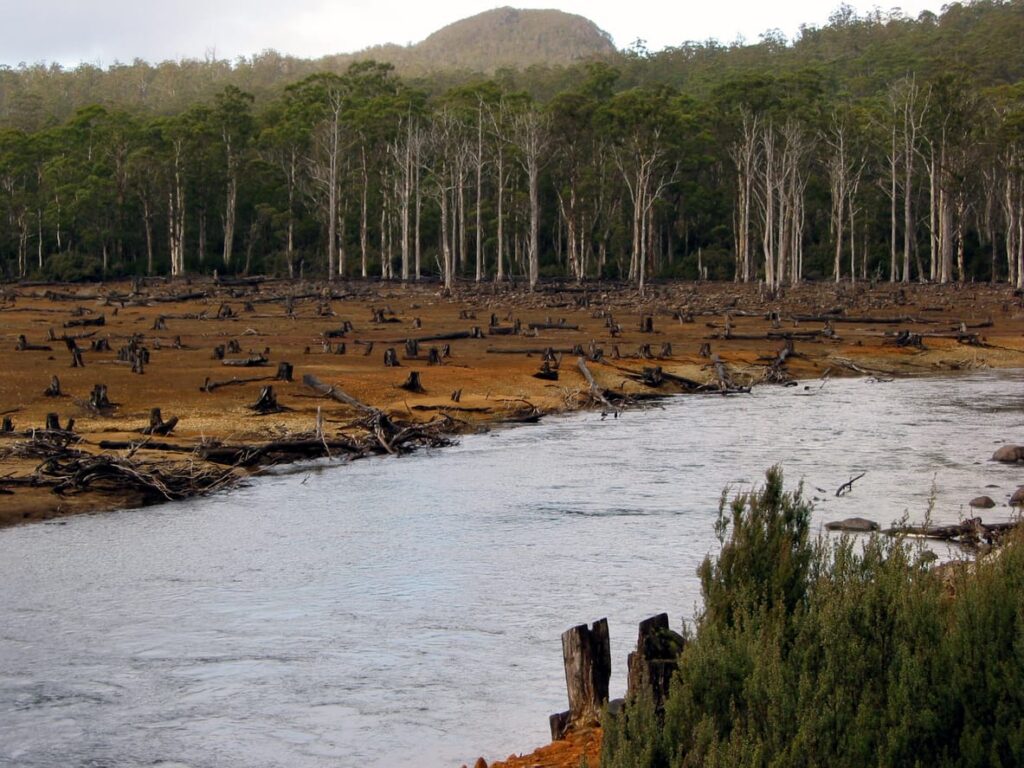 A clearing of trees with just the stumps left bare, a river in the foreground and the treeline in the background.
