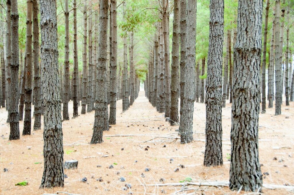 rows of tress in a plantation