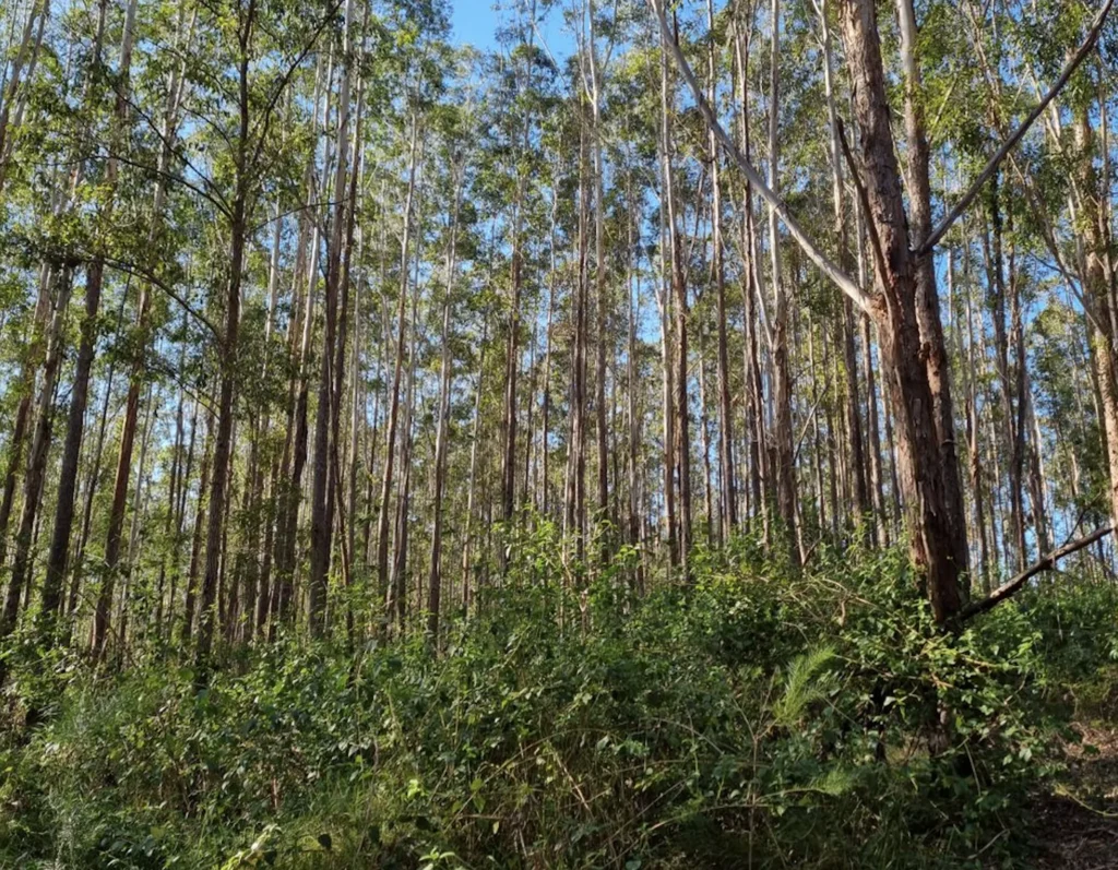 A lust selective harvesting timber forest