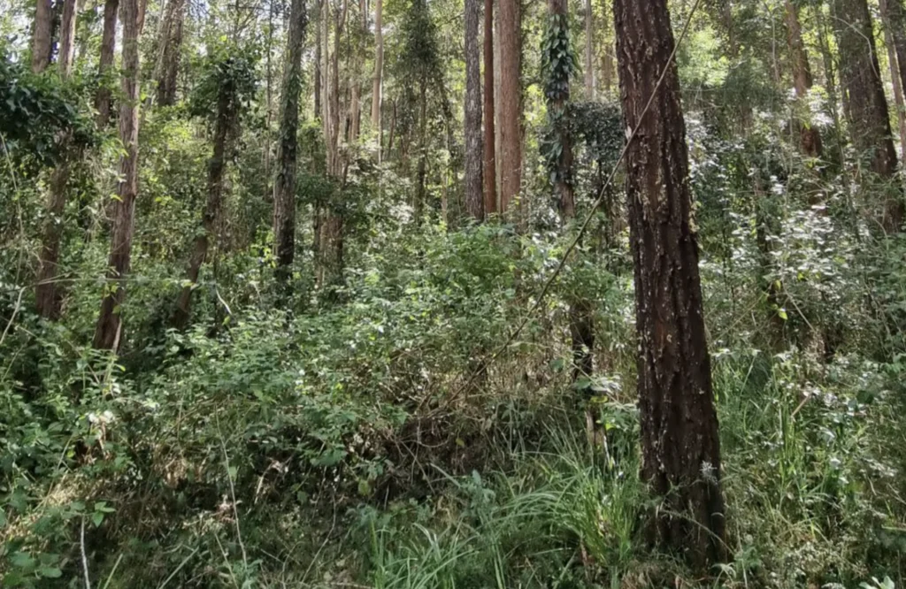 A New South Wales forest
