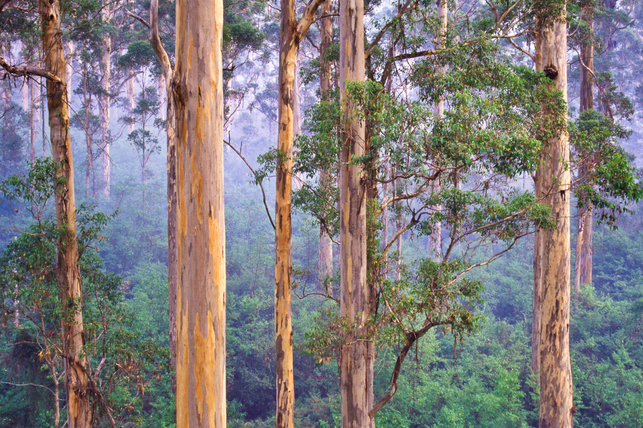 Our 2024 Guide to Australian Timber Values by Species