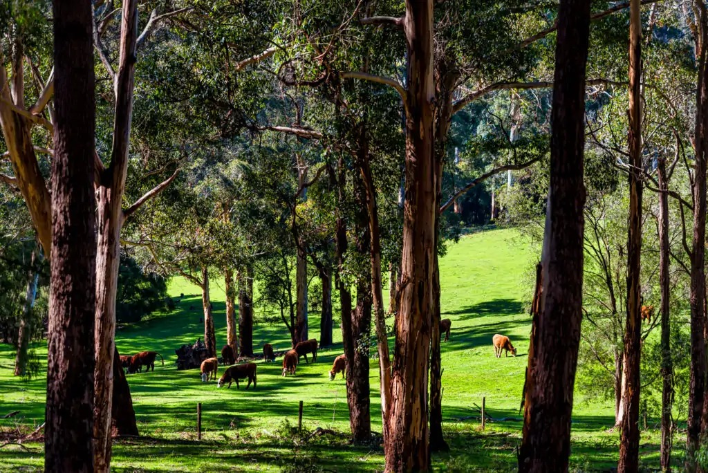 As many farmer’s will attest to, the past few years have been difficult - Silvopasture provides many benefits for livestock from expanded acreage and diversity of  pasture to increased shade. Follow our top tips for a successful silvopasture. 