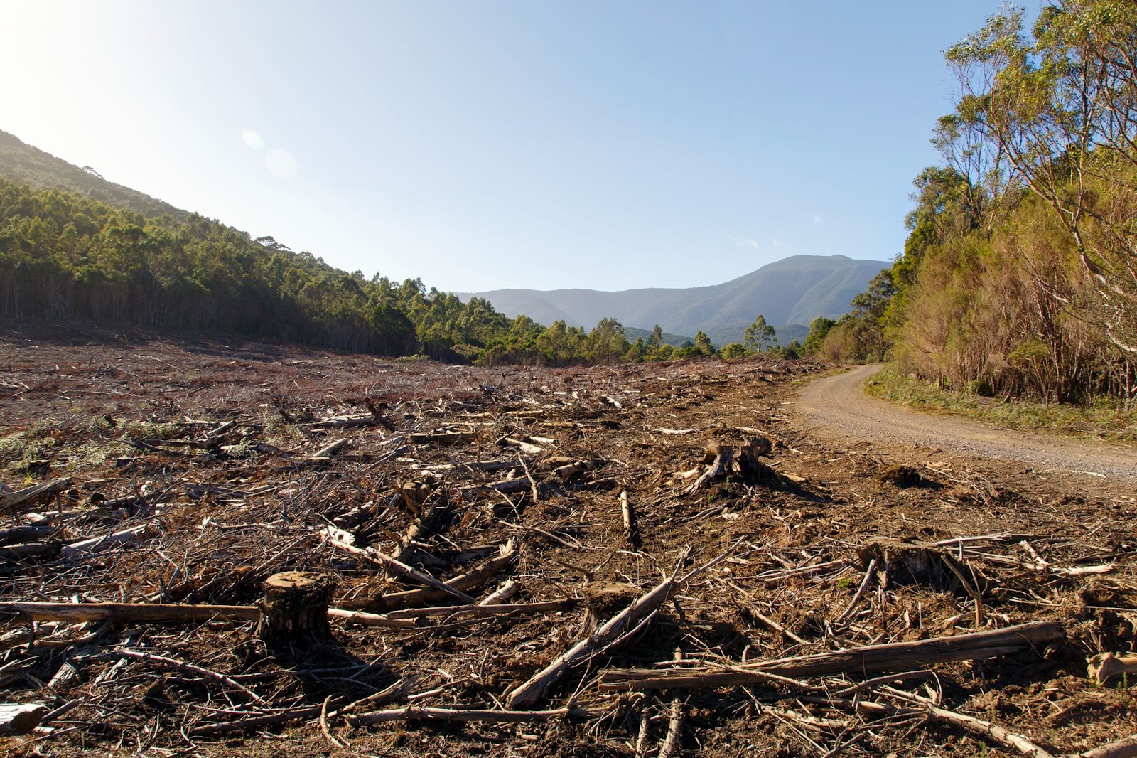 Image of Land clearing for urban development.