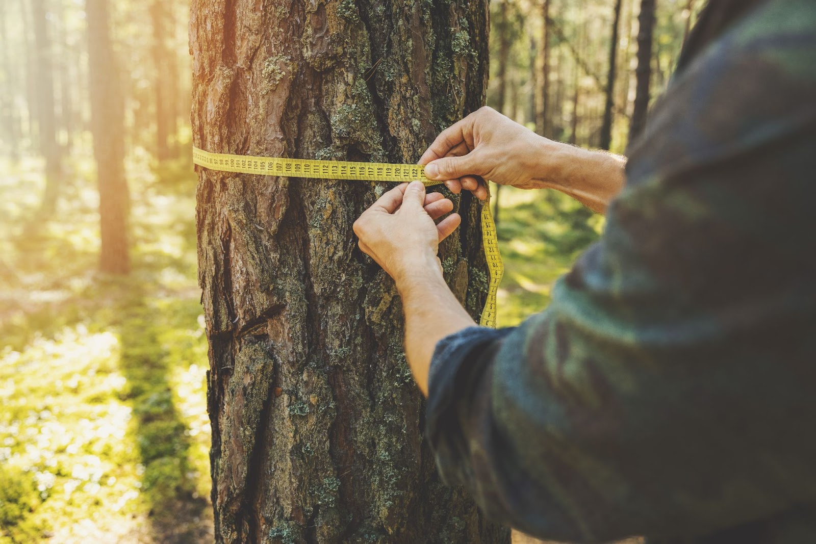 Measuring tree health in forest