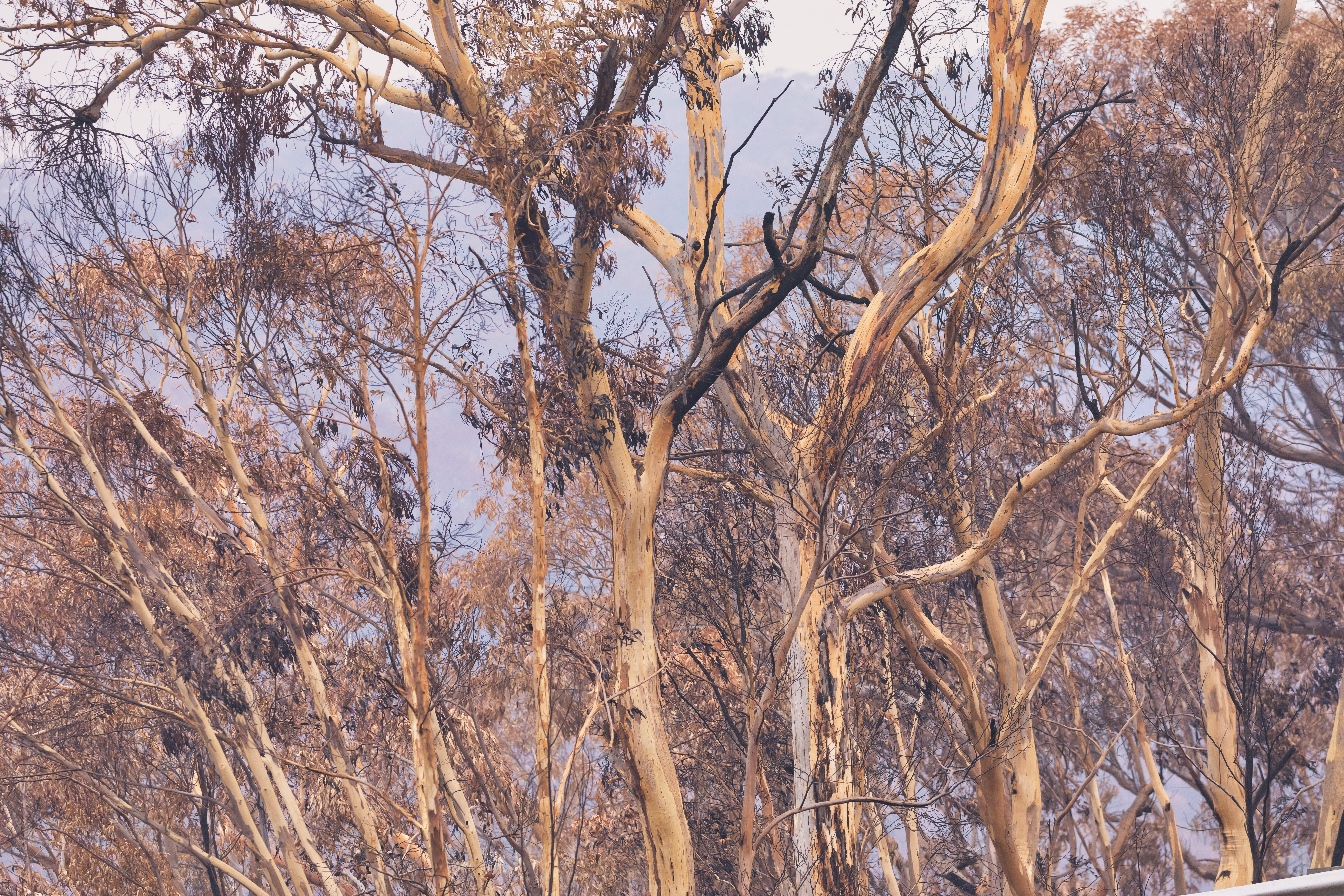 Gum Trees damaged by the bushfires 