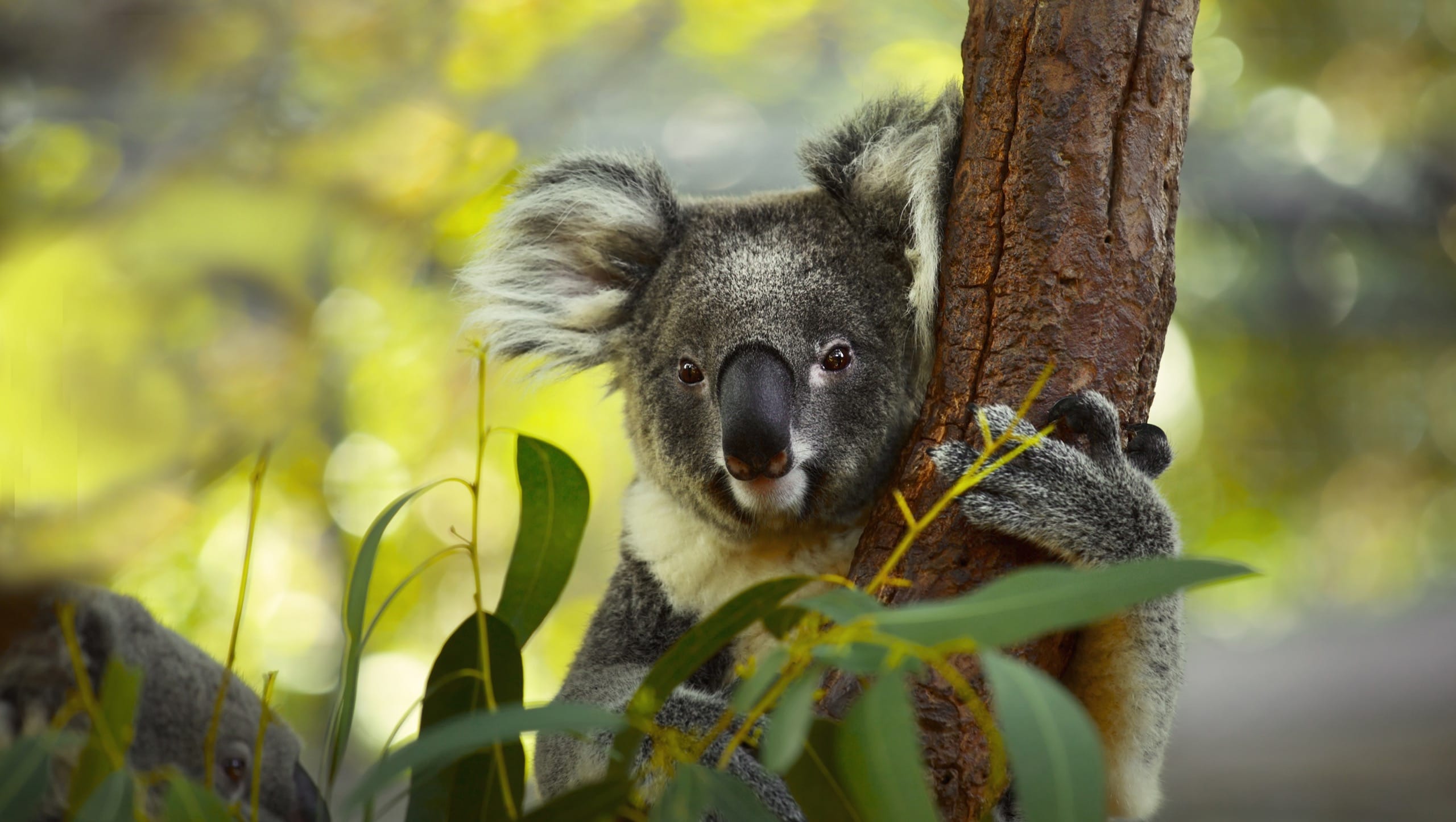 koala bear in tree