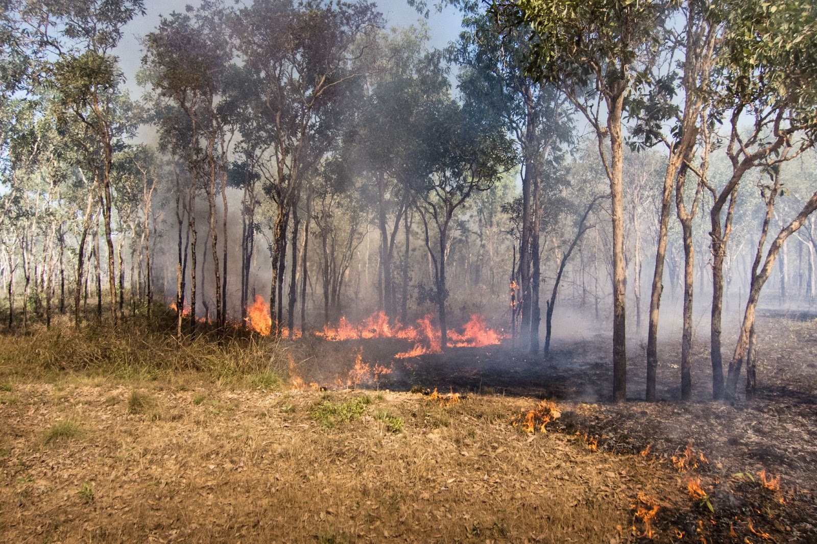 Fire burning at the base of a group of trees