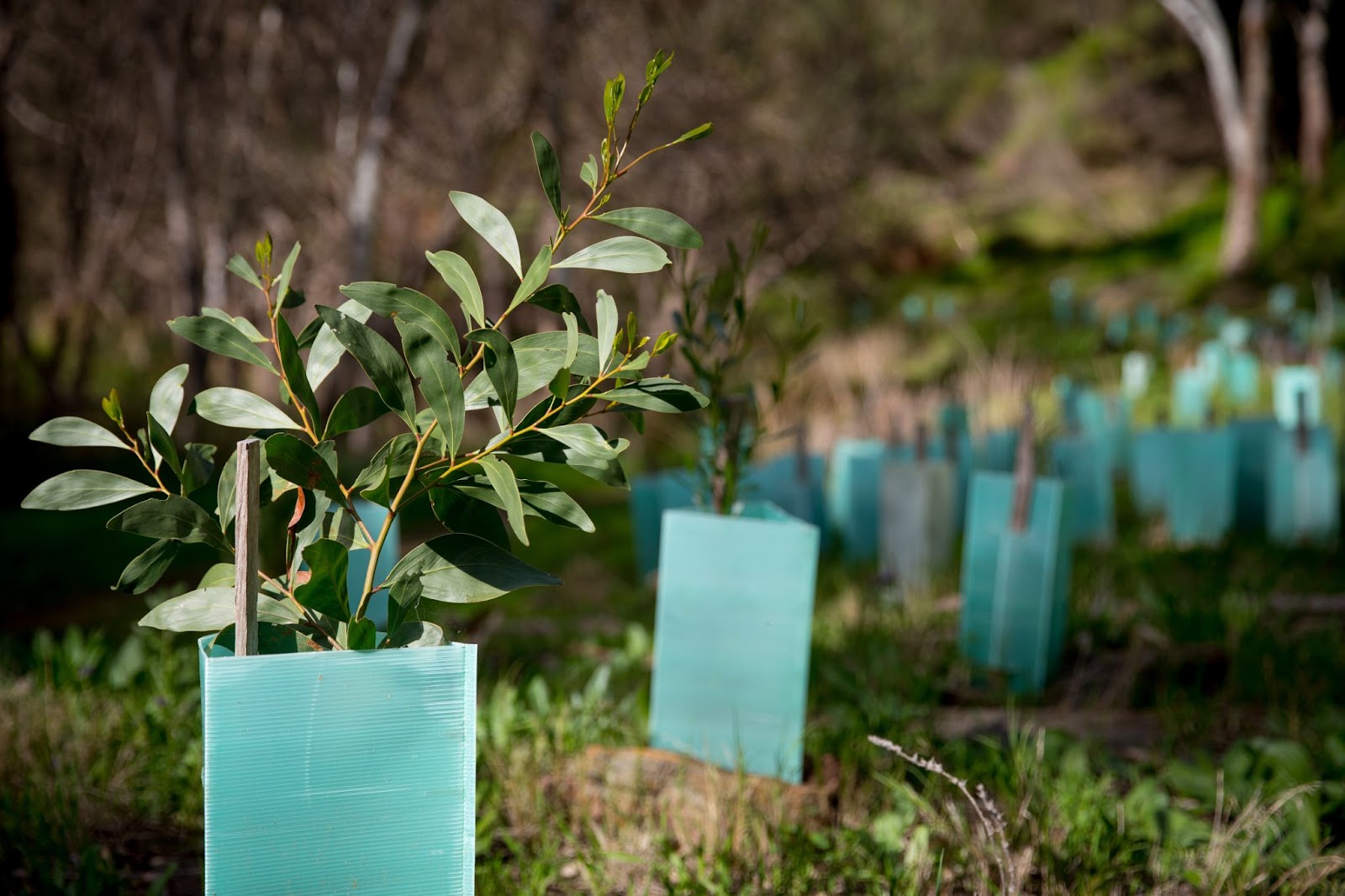 Young native trees planted together