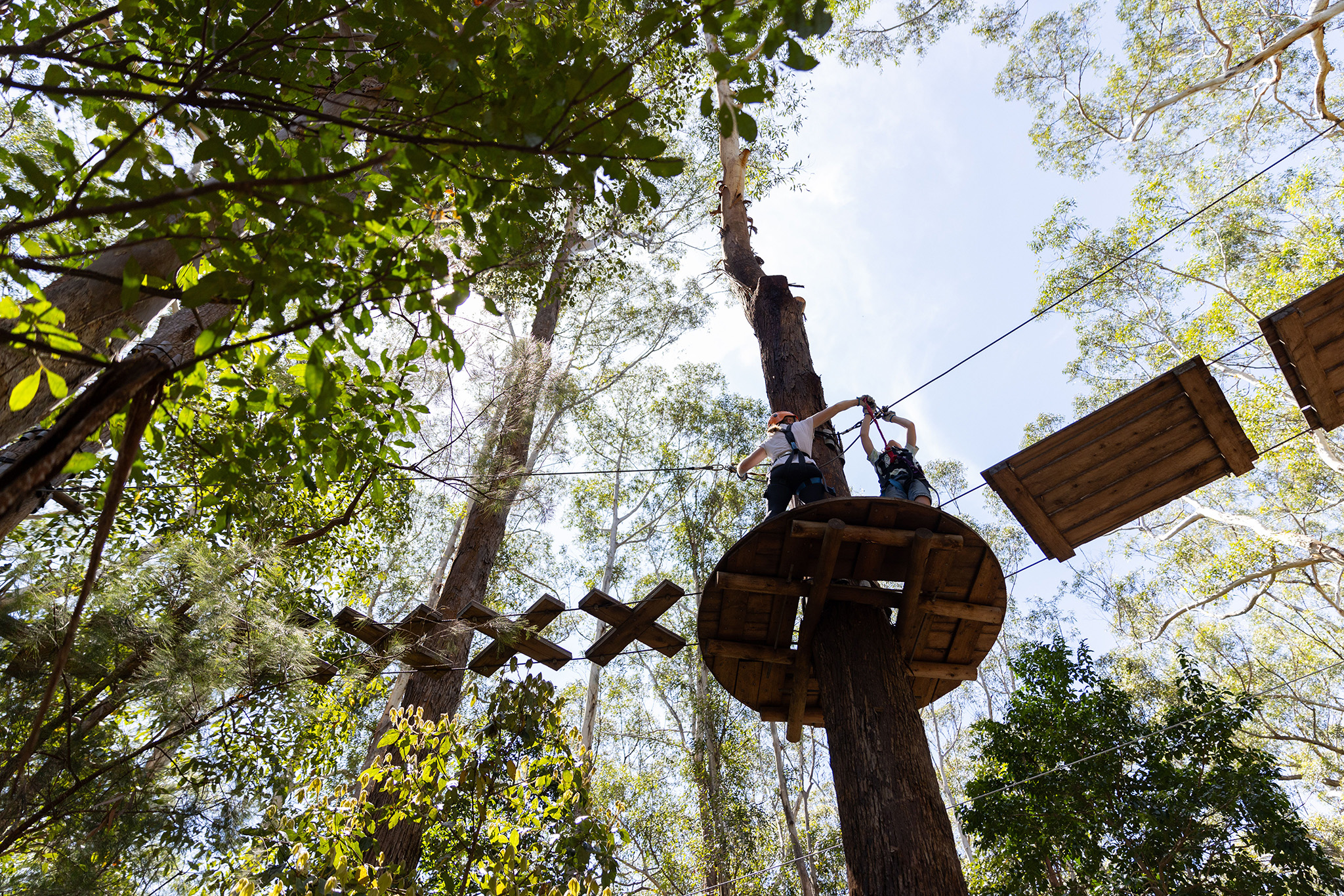 Low camera angle looking up at Treetop participants climbing trees with helmets and harnesses