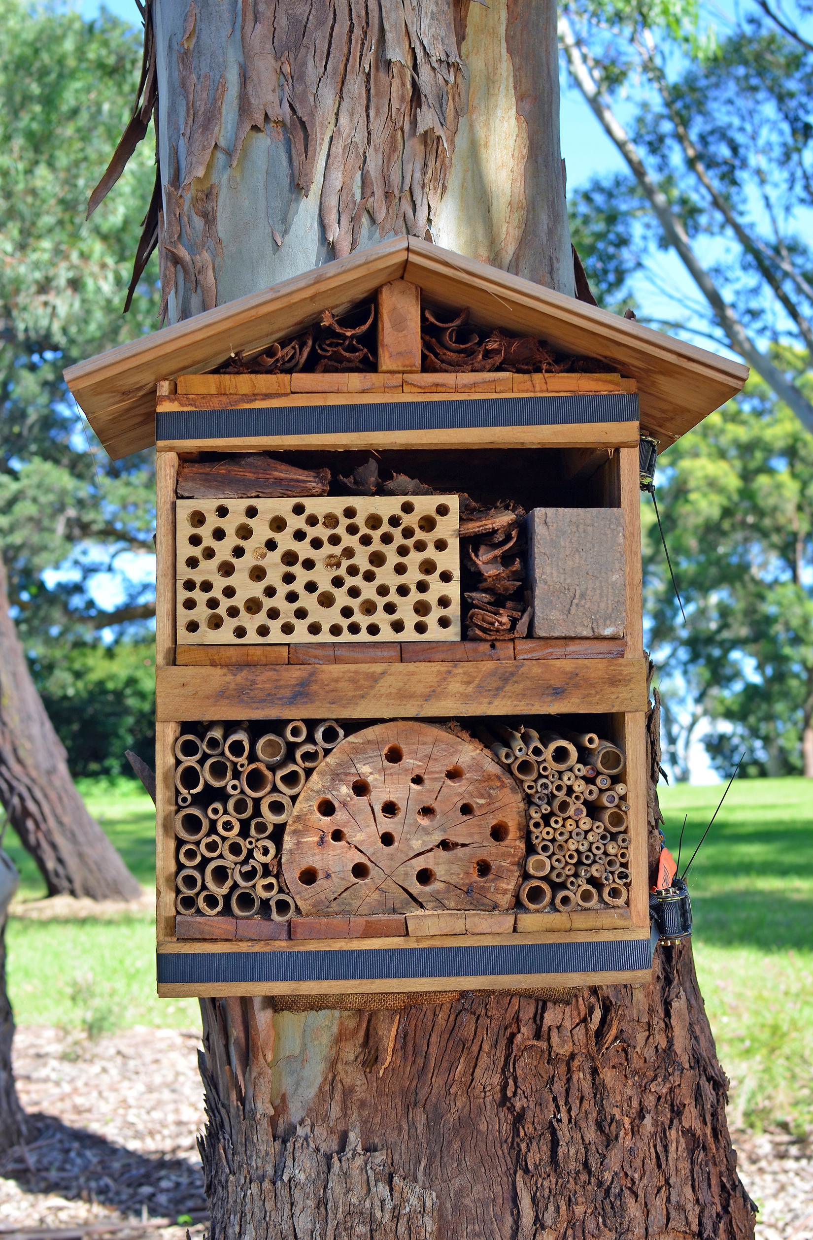 Bee hotel strapped to a tree in Australian parkland. Nesting area built from timber and natural materials to attract solitary native bees to Australian suburban gardens.