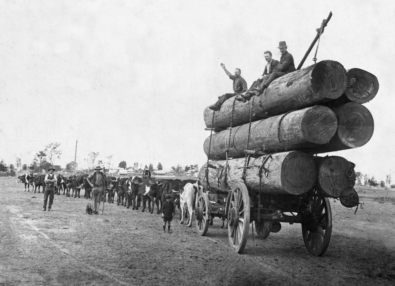 Black and White Image of historic foresters, horse and carriage carrying timber
