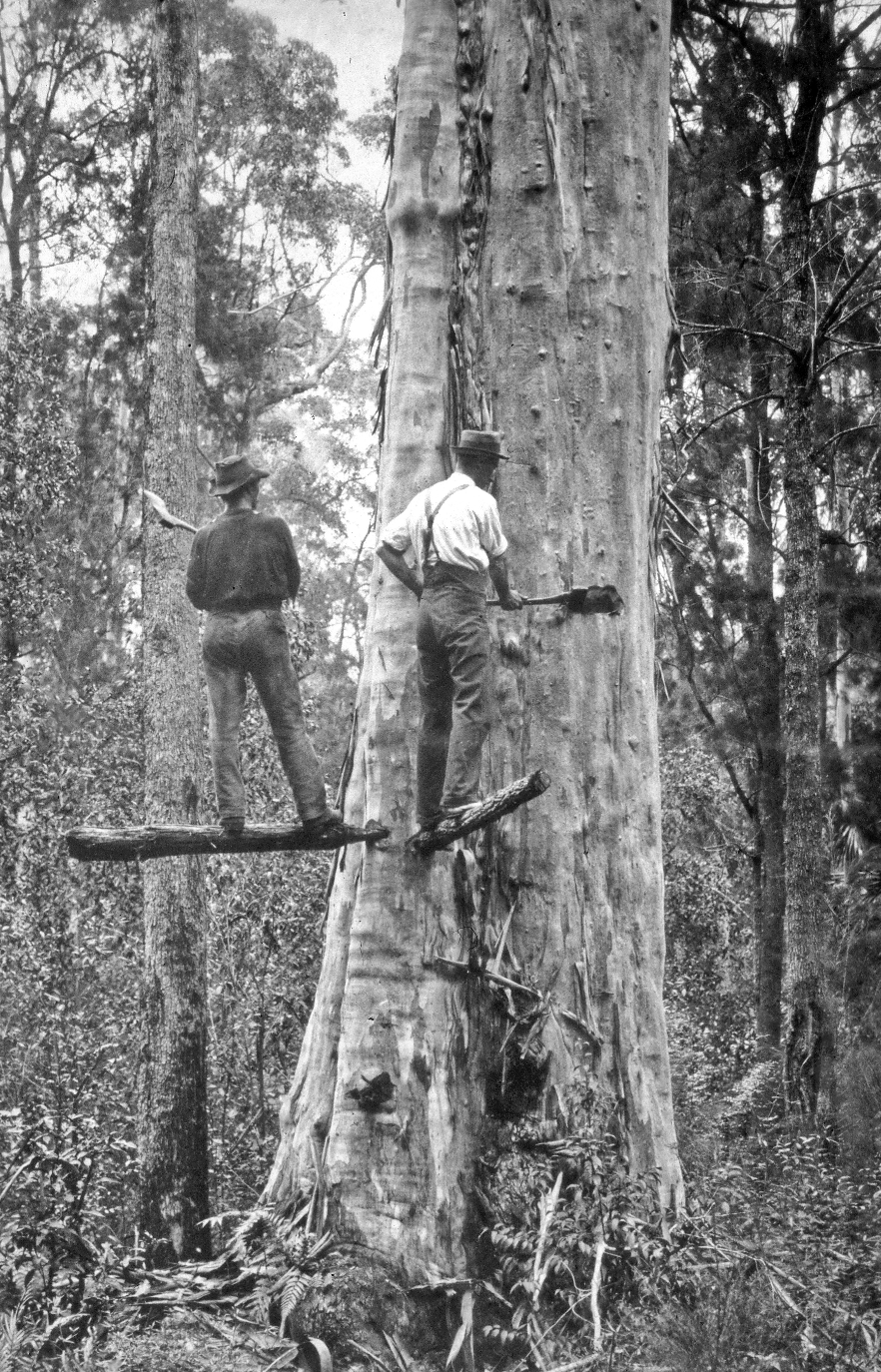 Black and white historic Australian Forestry Operations utilising hand tools
