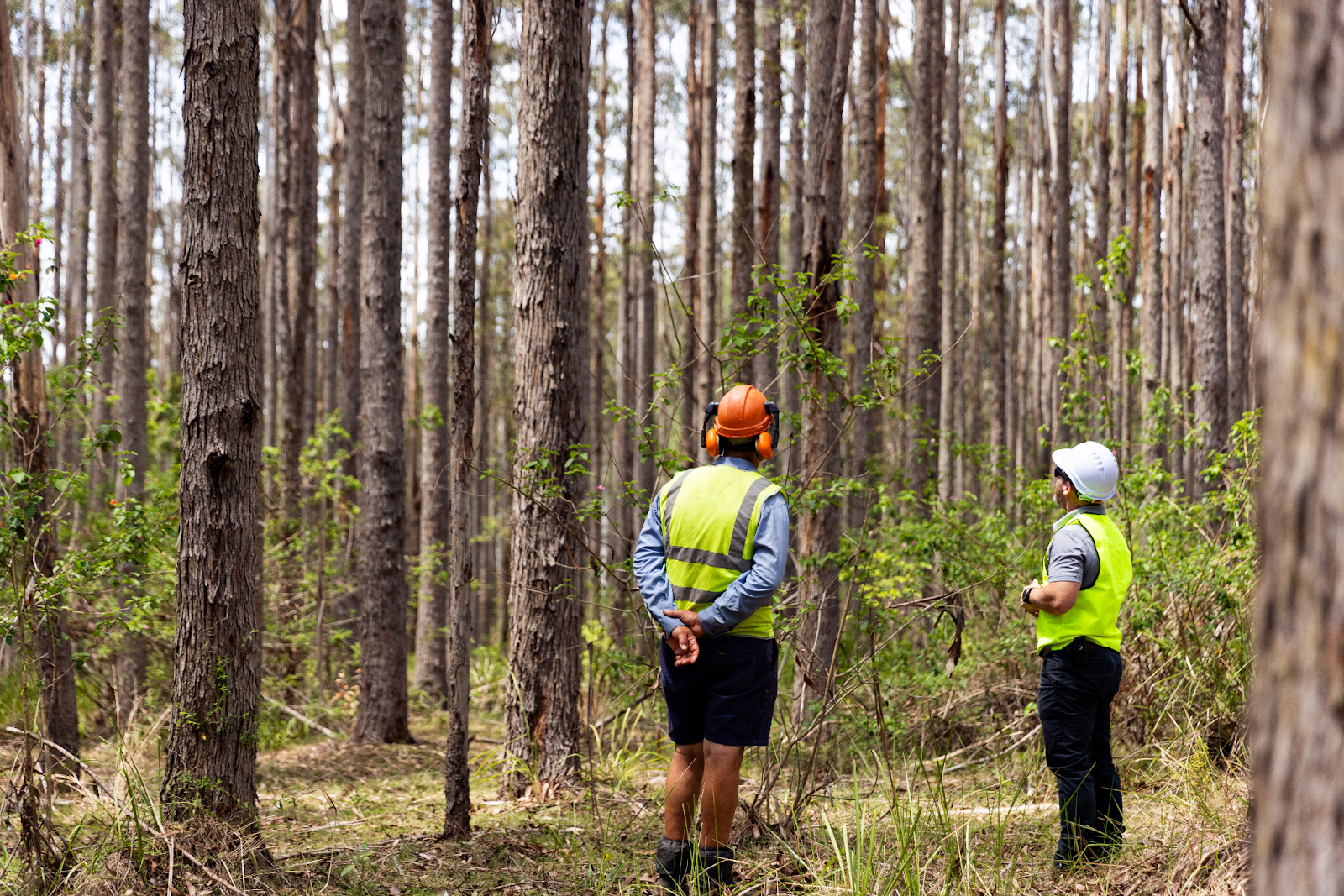 Forestry workers in hi-vis and safety helmets
