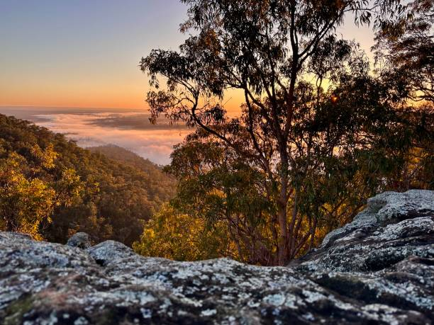 Are NSW State Forests being managed sustainably?