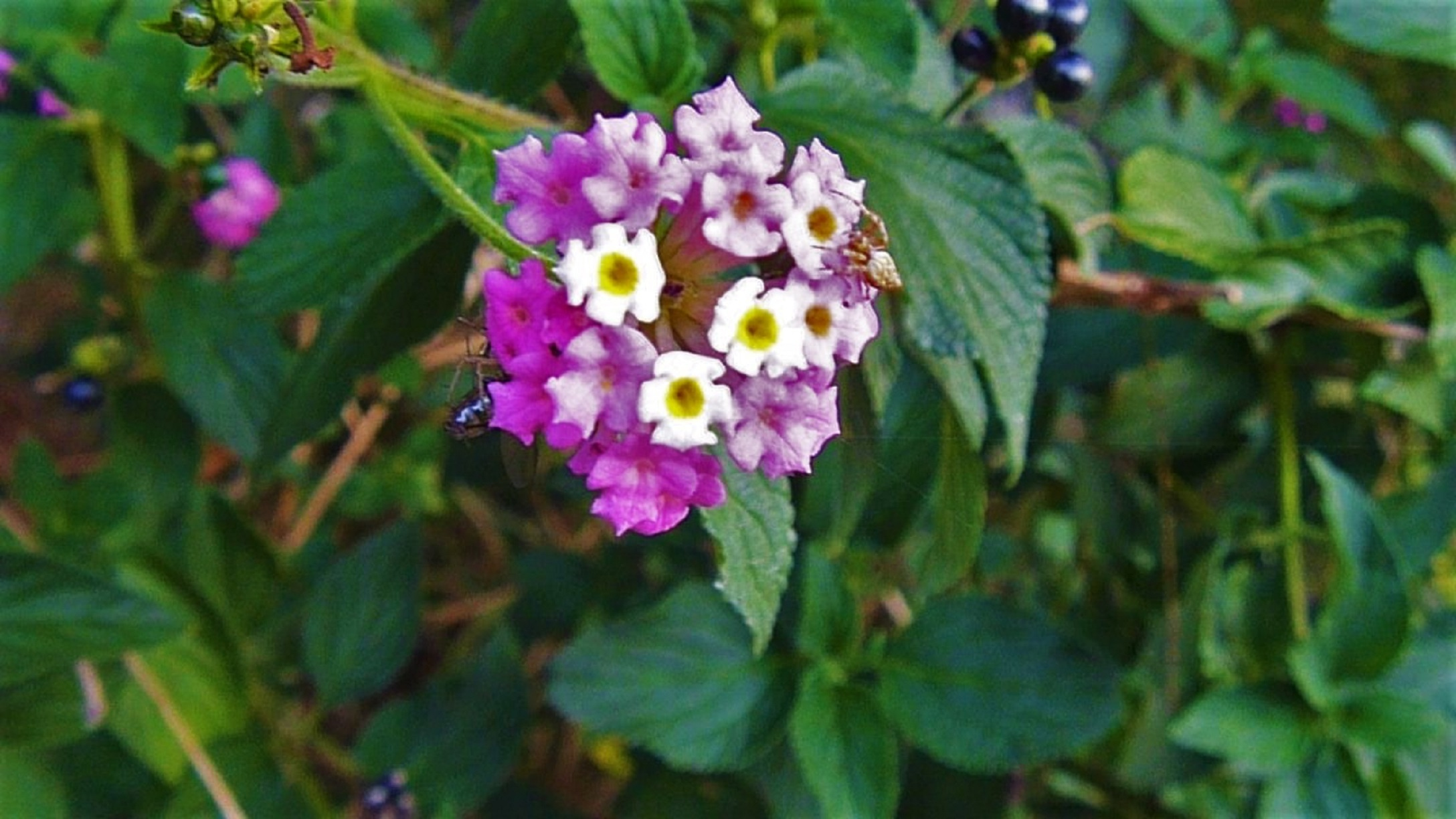 Lantana Flower Invasive Species Impacting NSW Native Forests