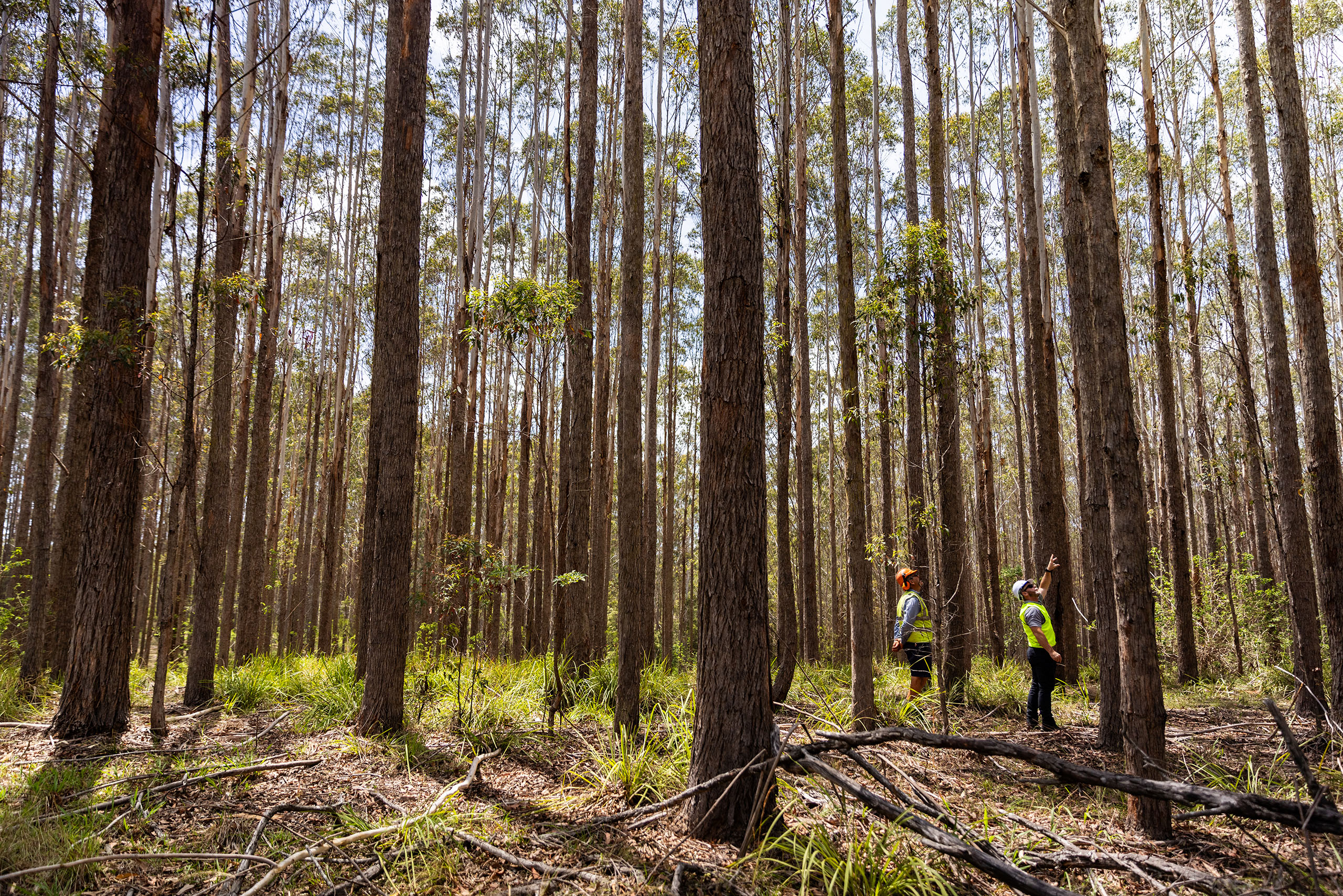 Sustainable Forest Management Forest Assessment Northern_NSW