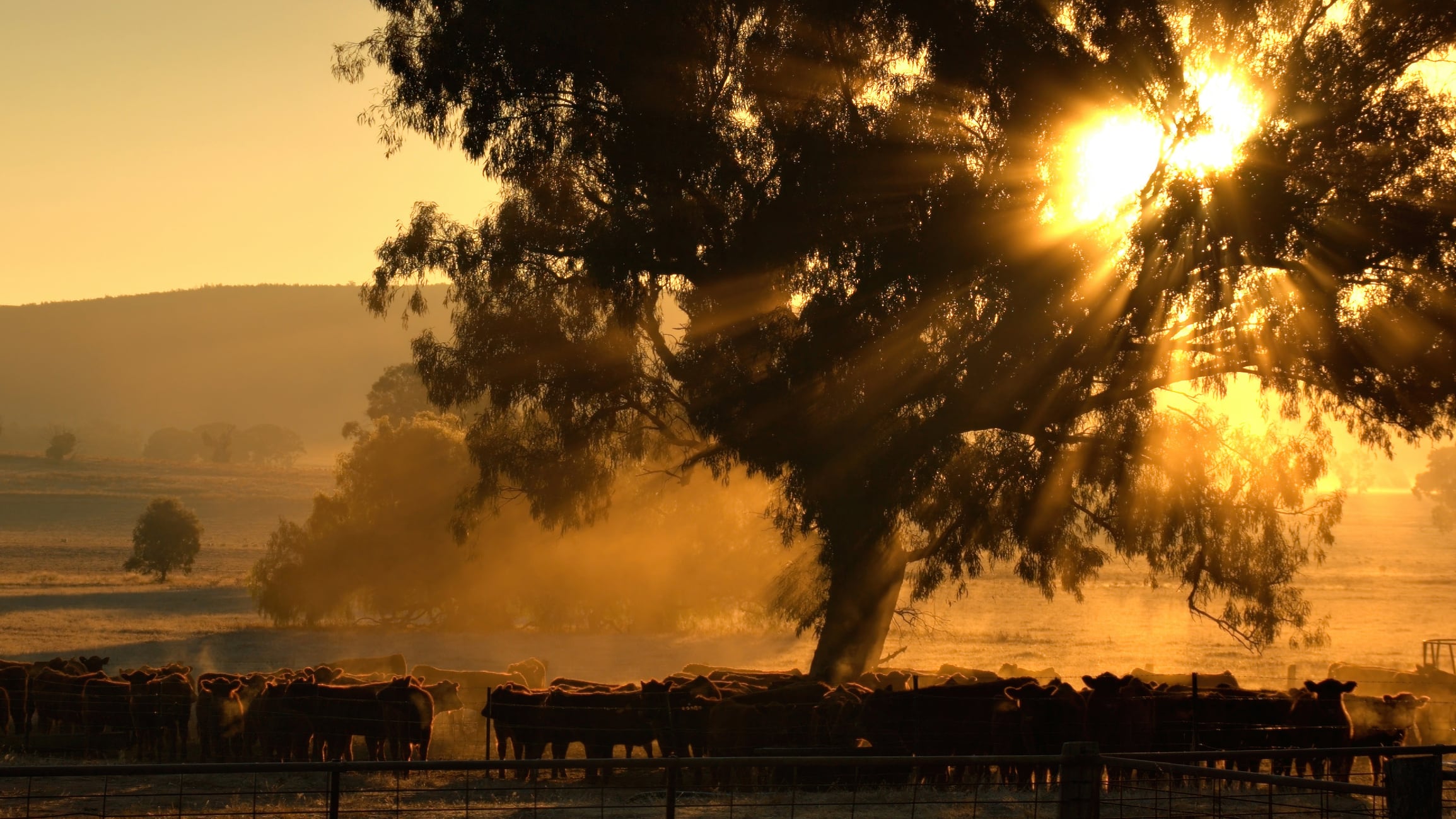 cows being herded