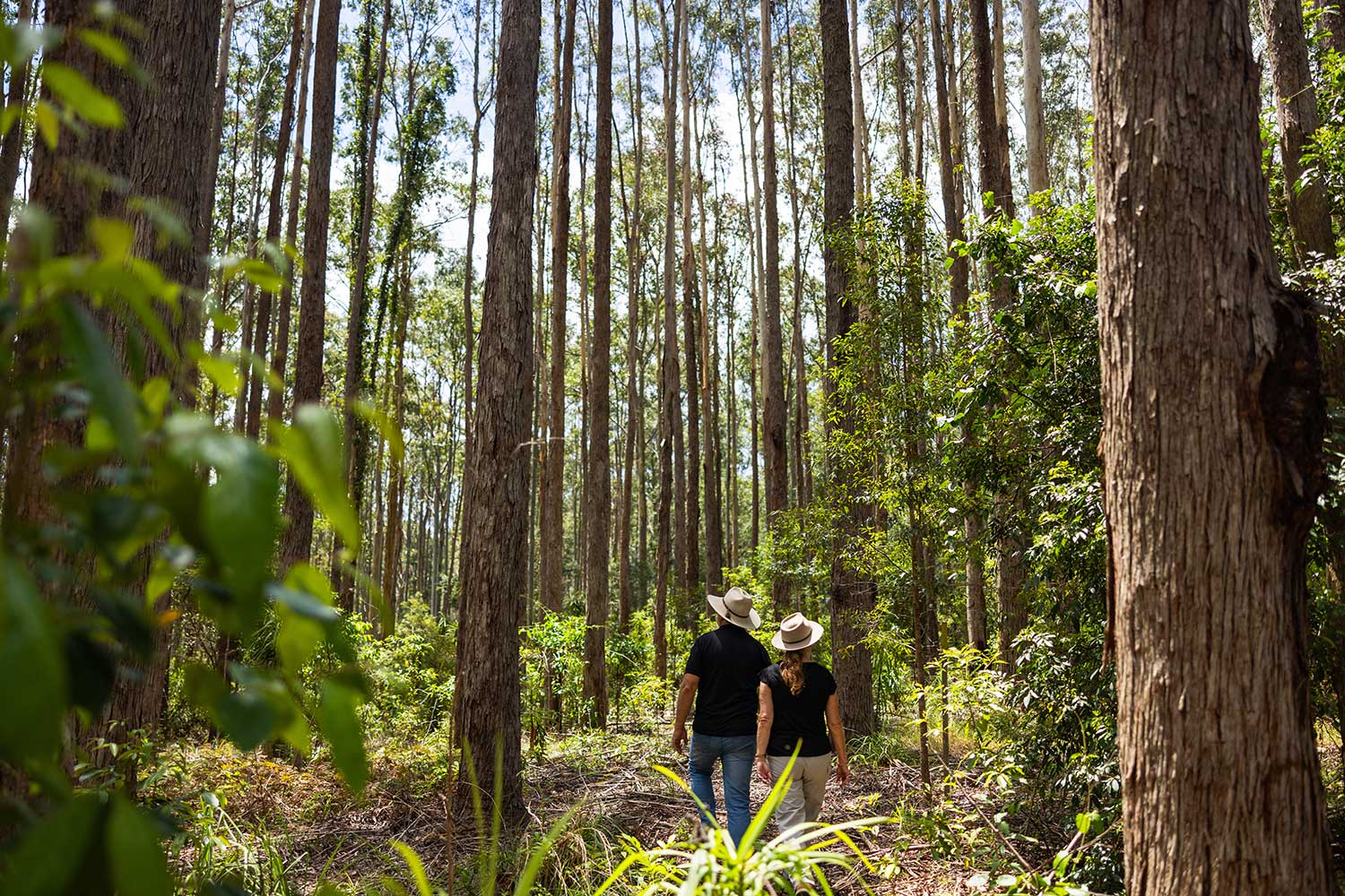 Healthy NSW forests as part of sustainable forest managament