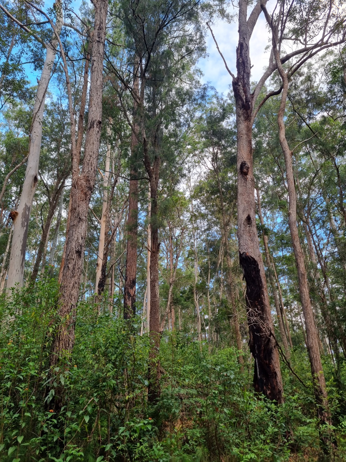 a view of the treetops