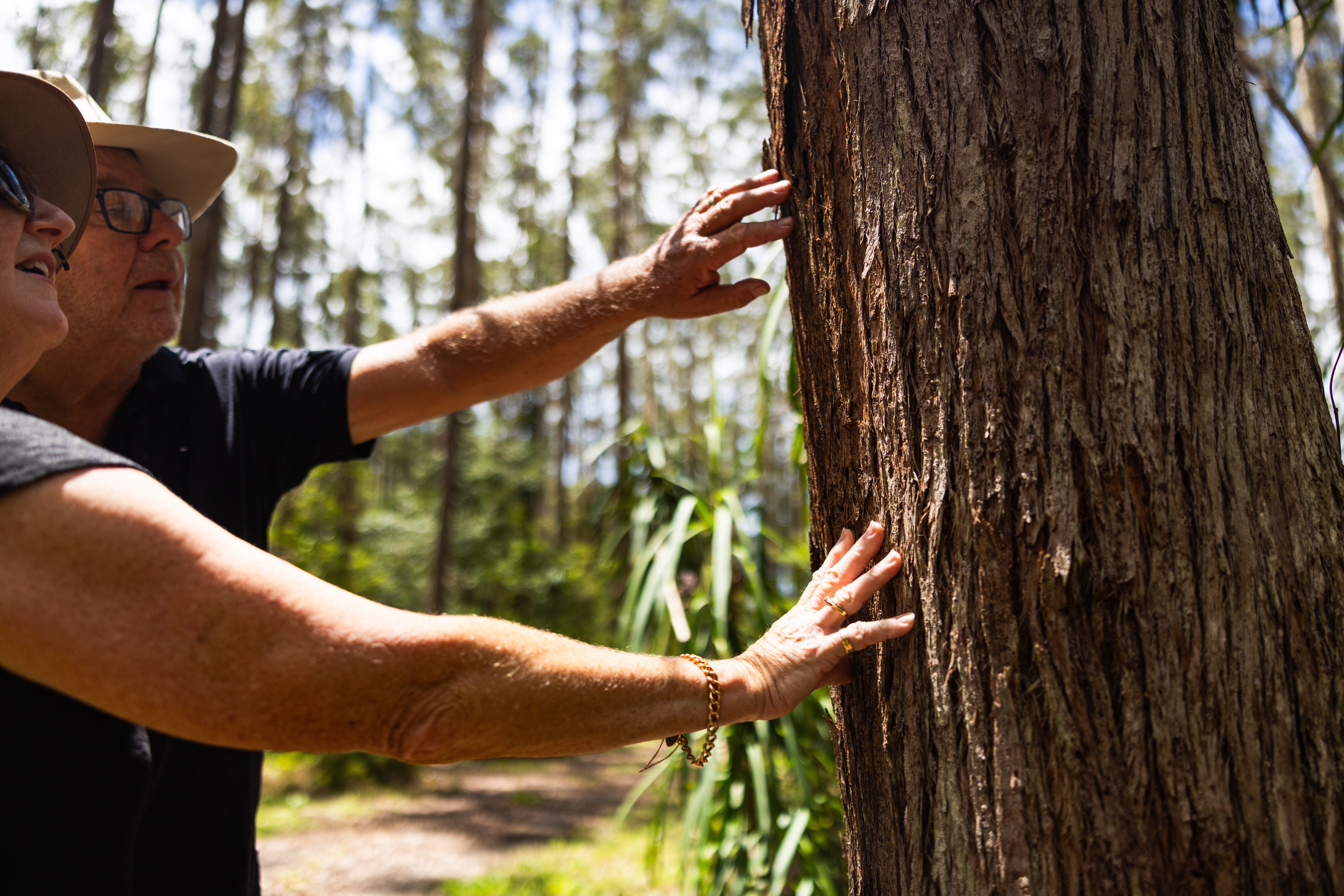 Two people assessing tree health