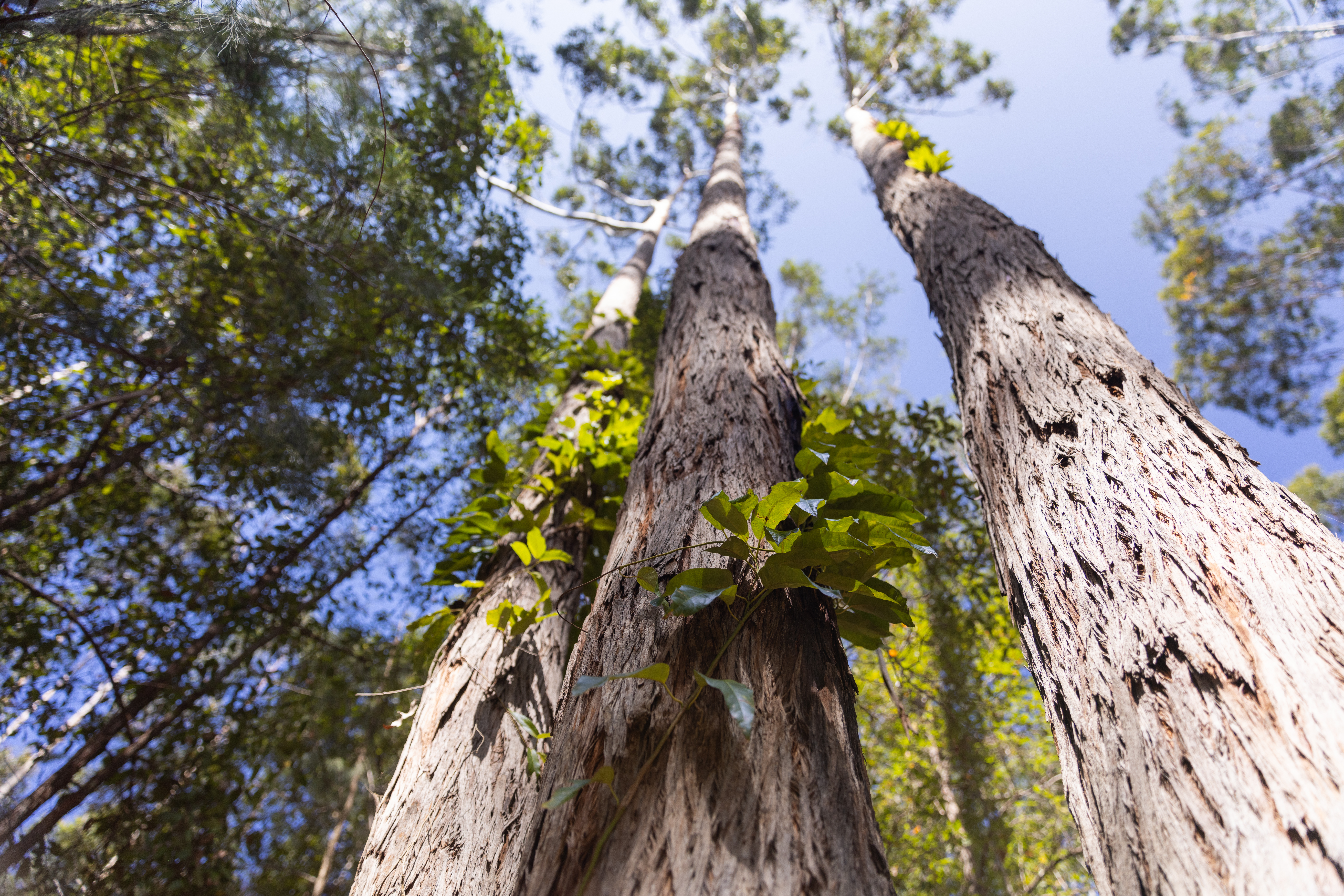 Close up of textured tree trunk with blue sky in the background