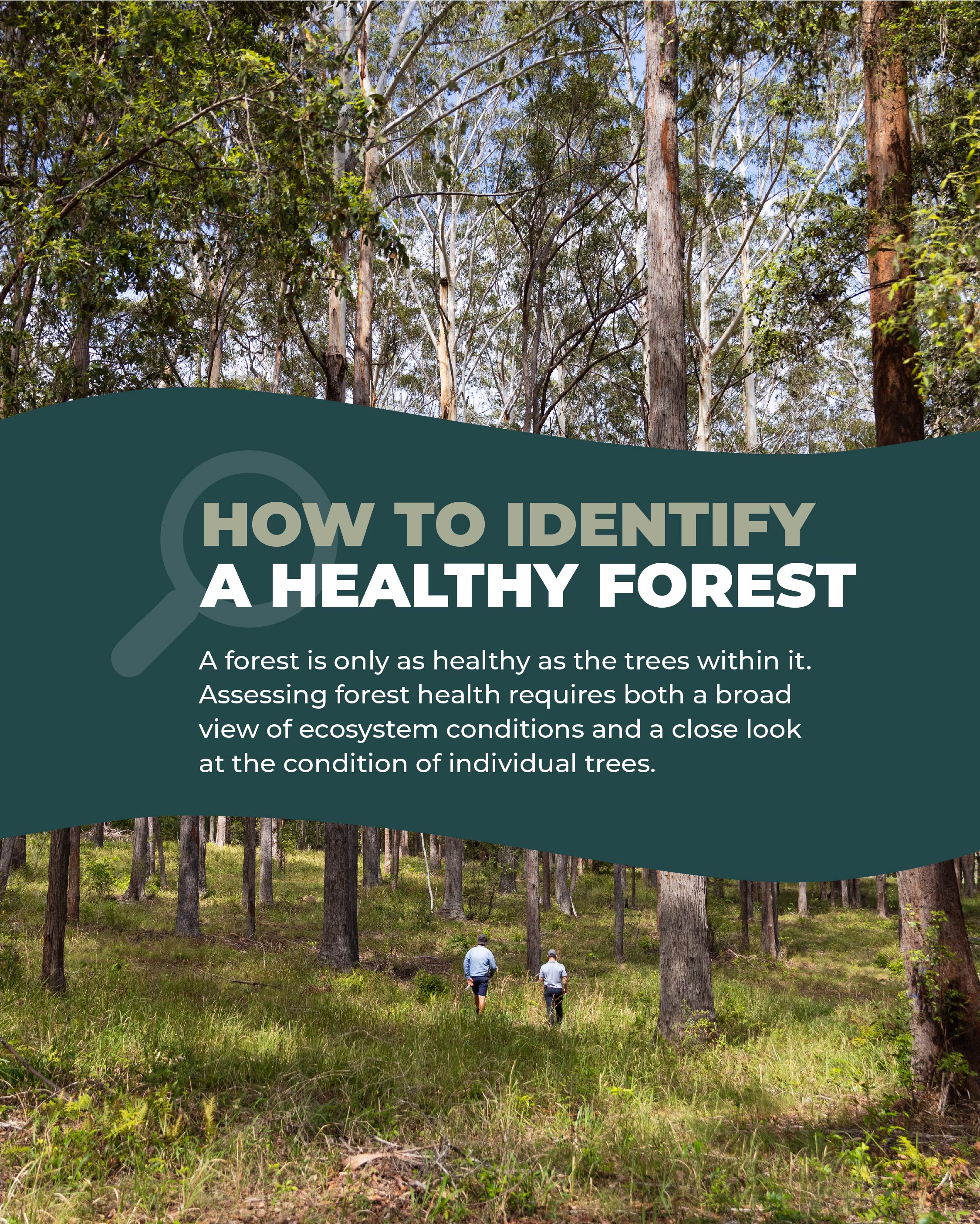 Identify-a-health-forest