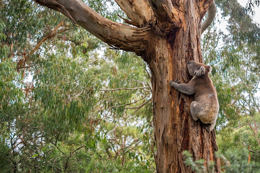 How Is Selective Forest Harvesting Affecting Koalas?A 2021 study by the NSW Natural Resources Commission found no measurable decline in koala populations due to selective harvesting. Koala density remained consistent, and tree retention - particularly of diverse feed species like Tallowwood - was found to be key.Planning and Regulation for Koala ProtectionKoala Protection Zones (KPZs), guided by the Koala Habitat Protection SEPP and the NSW Koala Strategy, are based on sighting data and habitat models. Within KPZs, PNF operators must follow stricter planning, monitoring, and reporting procedures to minimise habitat impact.See more about Managing Koalas in Forestry Operations in this visual guide.