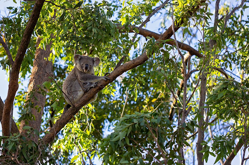 Understanding the Impact of Koala Protection Zones on PNF Operations in New South Wales