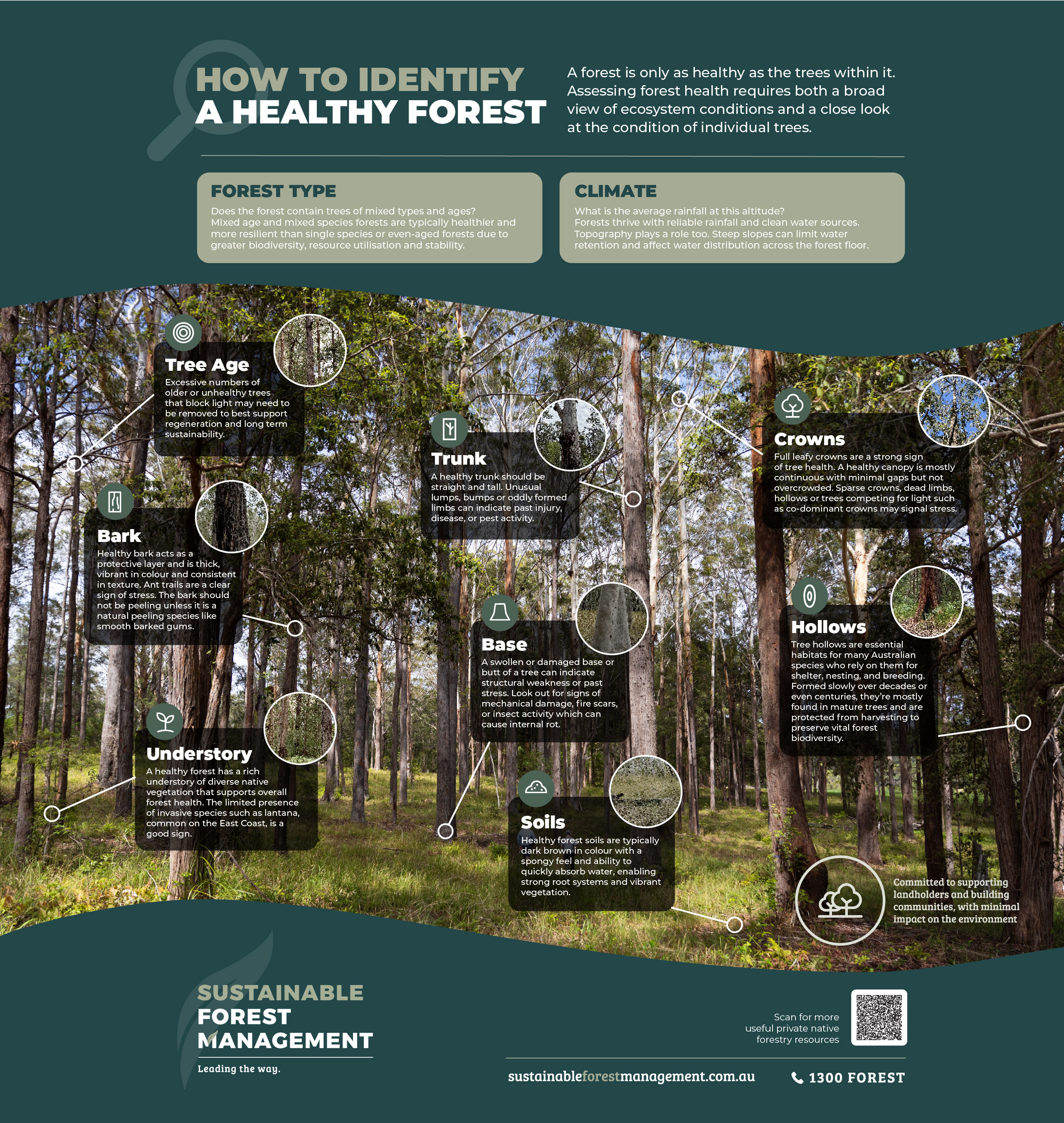 Healthy Forest Infographic Healthy Forest Infographic