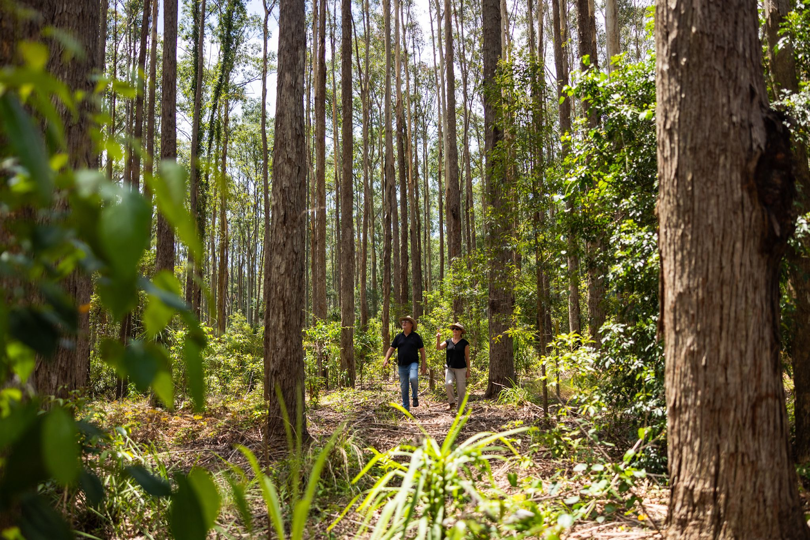 Forests and Water : the fine line between flood and drought.