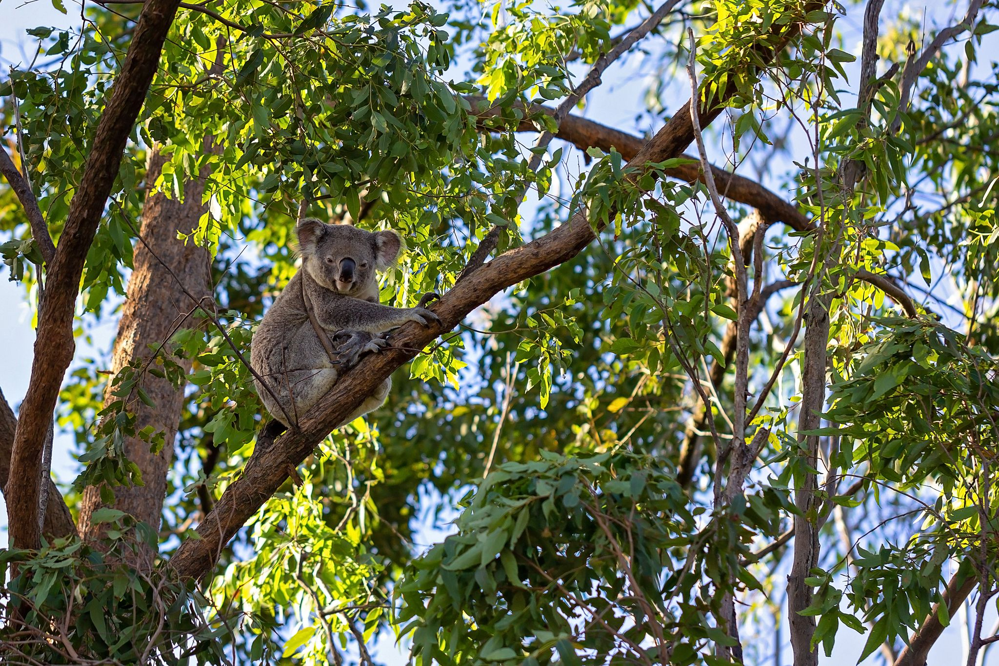 Managing Native Forests Responsibly: Compliance Essentials for NSW Landholders 2 Koala