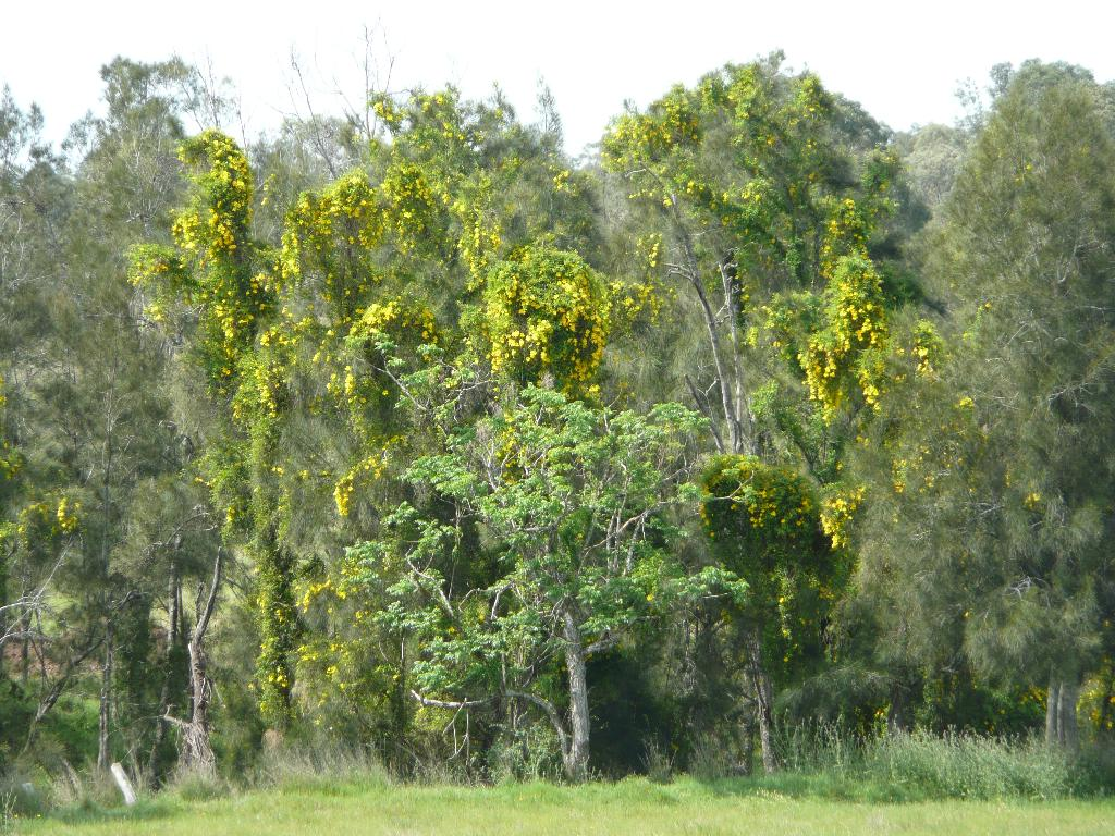 Managing Weeds in Private Native Forests: A Practical Guide for Northern NSW Landholders 1 Cats Claw Creeper