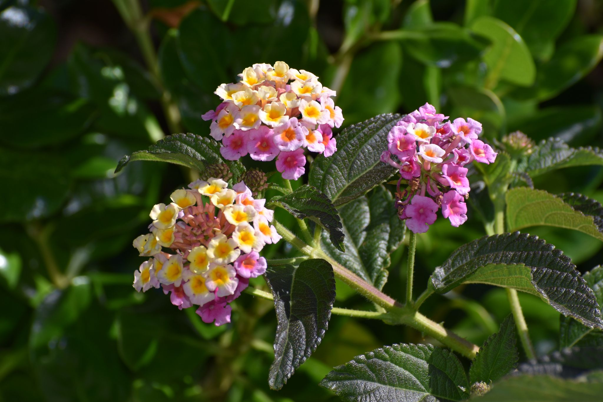 Managing Weeds in Private Native Forests