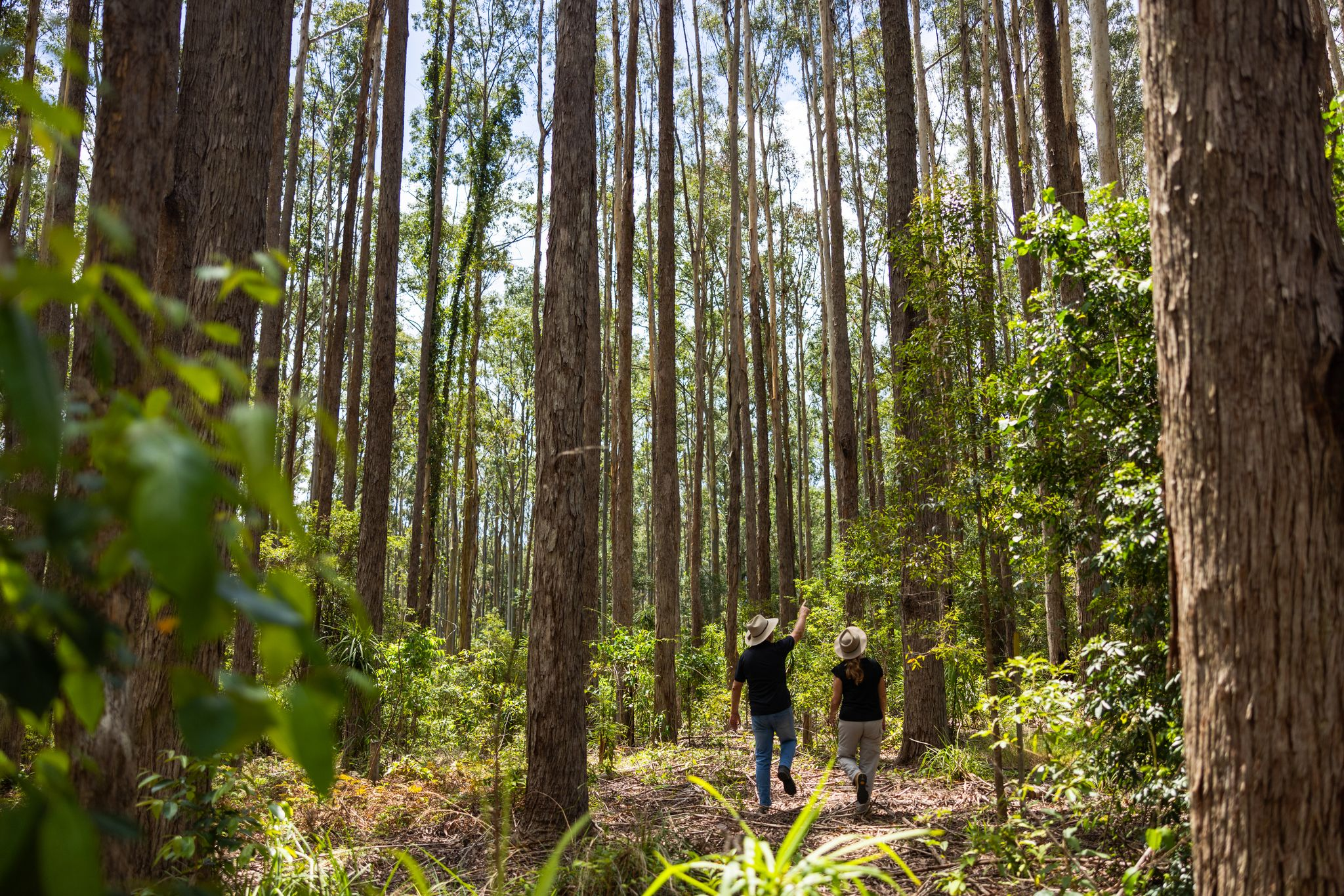 Managing Weeds in Private Native Forests: A Practical Guide for Northern NSW Landholders 2 identify and control weeds